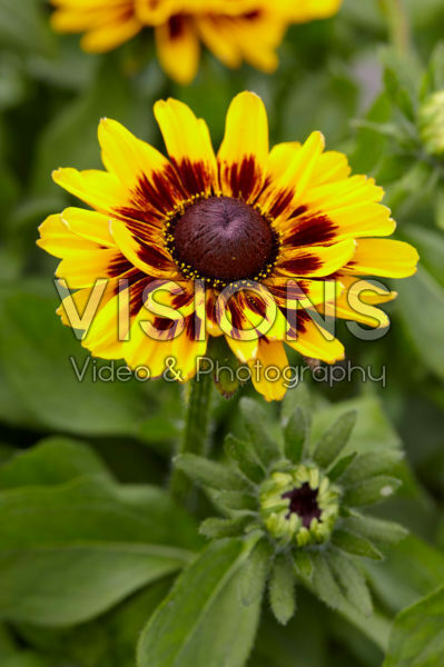 Rudbeckia Giggling SmileyZ ™ Rudbeckia Giggling SmileyZ ™