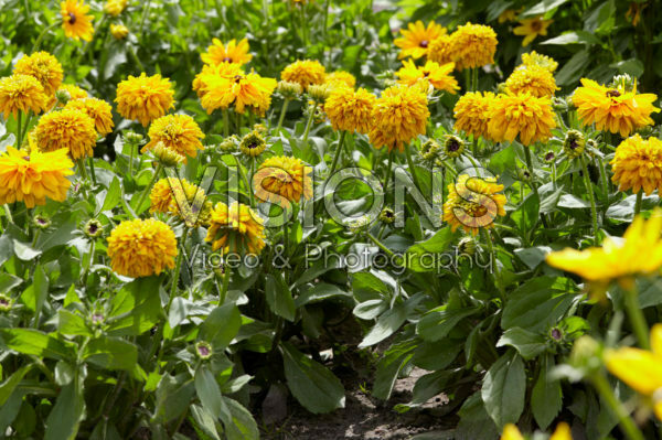 Rudbeckia 36 Rudbeckia 36