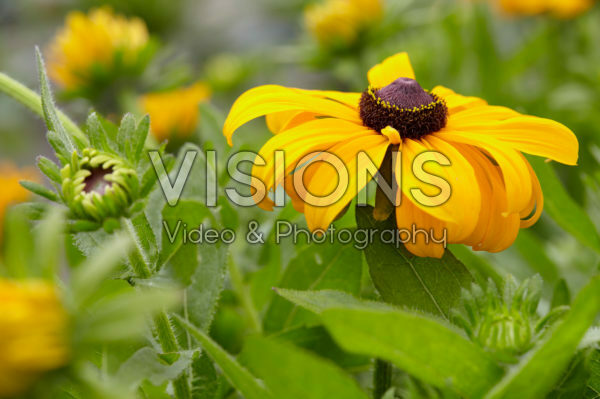 Rudbeckia 01 Rudbeckia 01