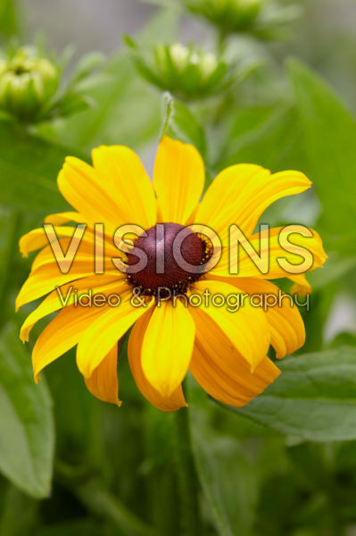 Rudbeckia 01 Rudbeckia 01