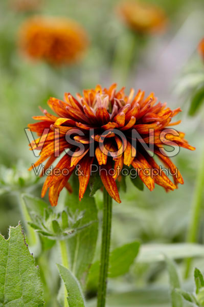 Rudbeckia 06 Rudbeckia 06