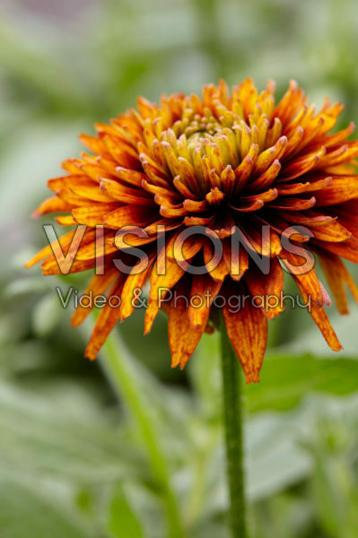 Rudbeckia 06 Rudbeckia 06