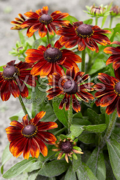 Rudbeckia 08 Rudbeckia 08