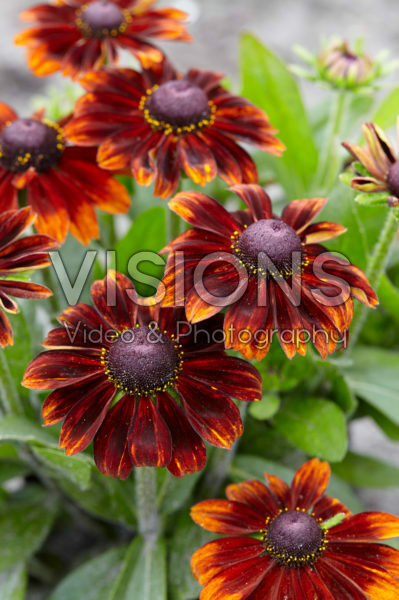 Rudbeckia 08 Rudbeckia 08