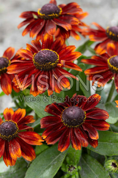 Rudbeckia 08 Rudbeckia 08