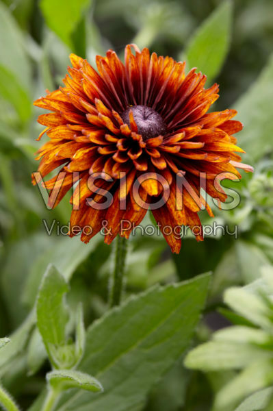 Rudbeckia 03 Rudbeckia 03
