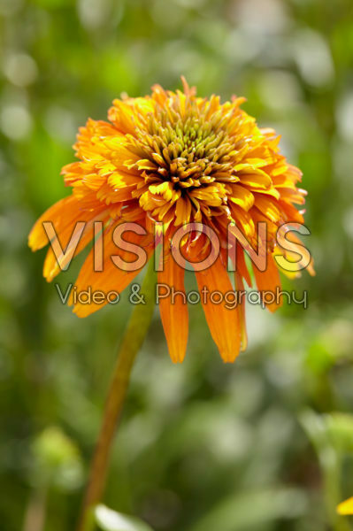 Echinacea Marmalade Echinacea Marmalade