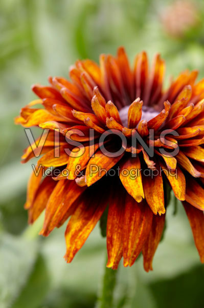Rudbeckia 03 Rudbeckia 03