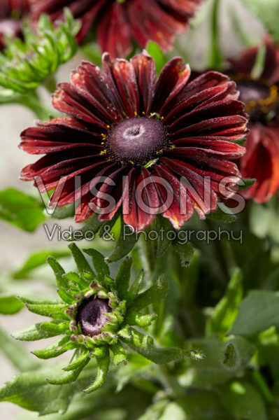 Rudbeckia 24 Rudbeckia 24