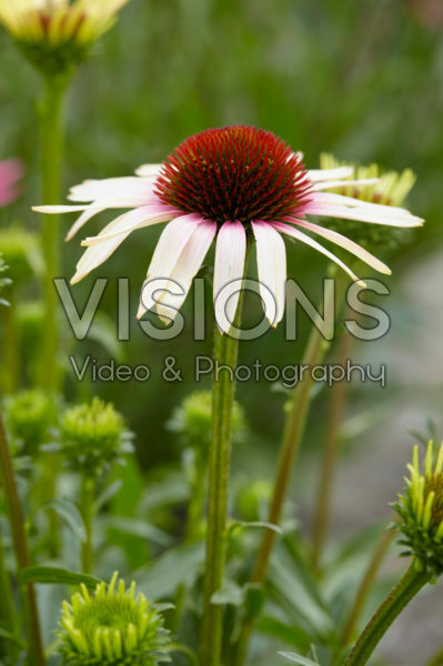 Echinacea Pink Tip Echinacea Pink Tip