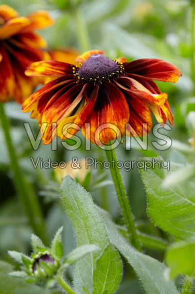 Rudbeckia 13 Rudbeckia 13