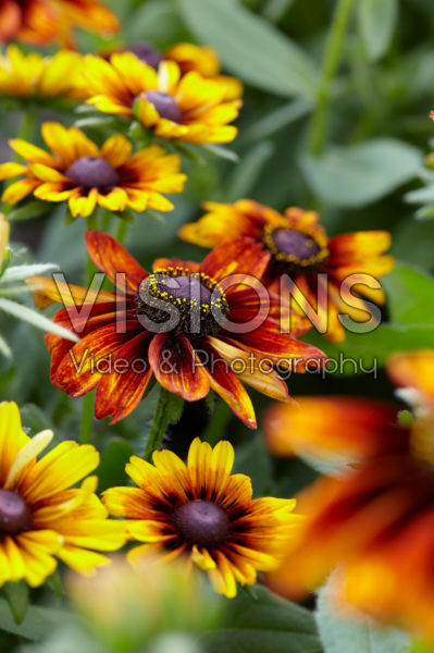 Rudbeckia 13 Rudbeckia 13