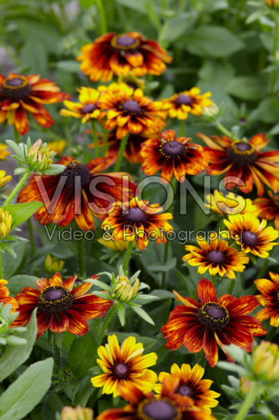 Rudbeckia 13 Rudbeckia 13