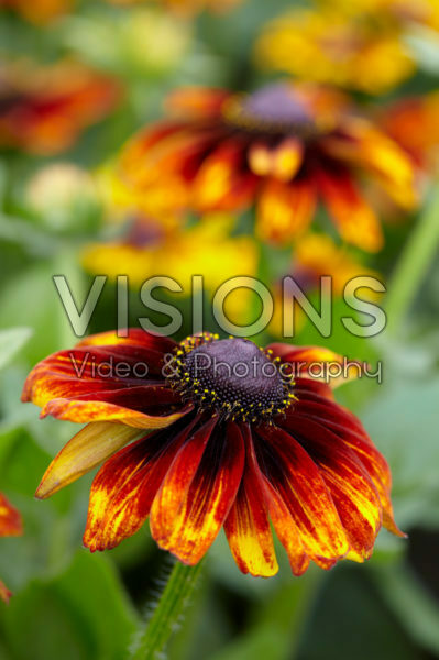 Rudbeckia 13 Rudbeckia 13