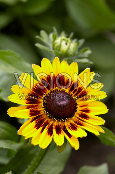 Rudbeckia 26 Rudbeckia 26