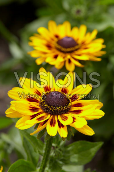 Rudbeckia 26 Rudbeckia 26