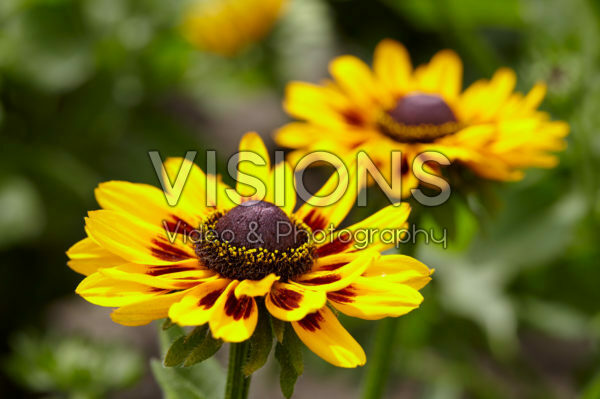 Rudbeckia 26 Rudbeckia 26