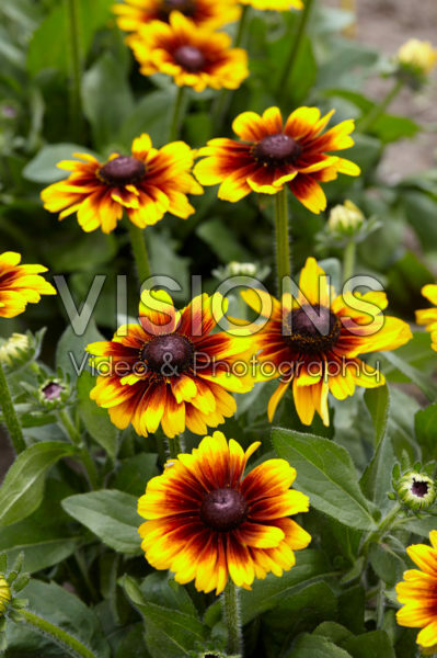 Rudbeckia Kissing SmileyZ ™ Rudbeckia Kissing SmileyZ ™
