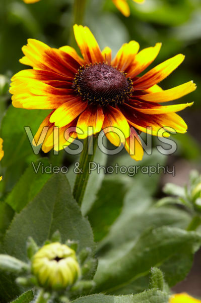 Rudbeckia Kissing SmileyZ ™ Rudbeckia Kissing SmileyZ ™