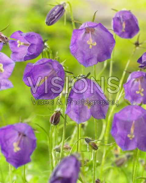 Campanula x pulloides G.F. Wilson Campanula x pulloides G.F. Wilson