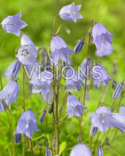 Campanula cochleariifolia Campanula cochleariifolia