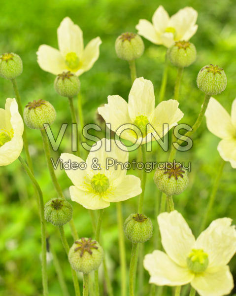 Papaver nudicaule Pacino Yellow Papaver nudicaule Pacino Yellow