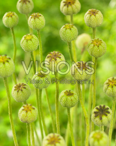 Papaver nudicaule Pacino Yellow Papaver nudicaule Pacino Yellow