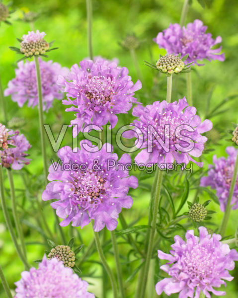 Scabiosa columbaria Flutter Deep Blue Scabiosa columbaria Flutter Deep Blue