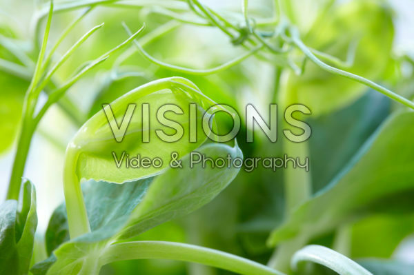 Crazy Pea Crazy Pea