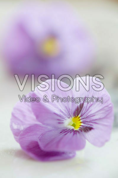 Viola Viola