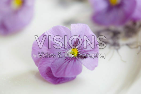 Viola Viola