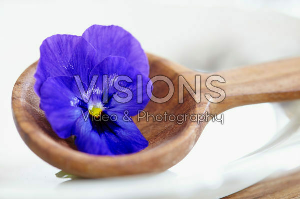 Viola Viola