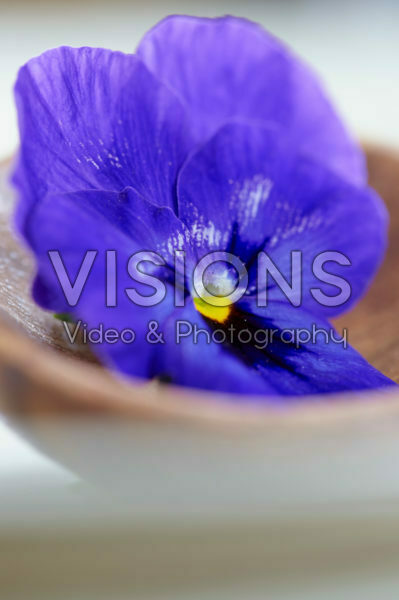 Viola Viola