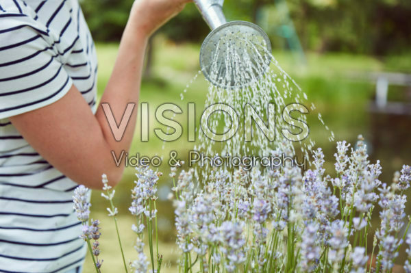 Watering lavender Watering lavender