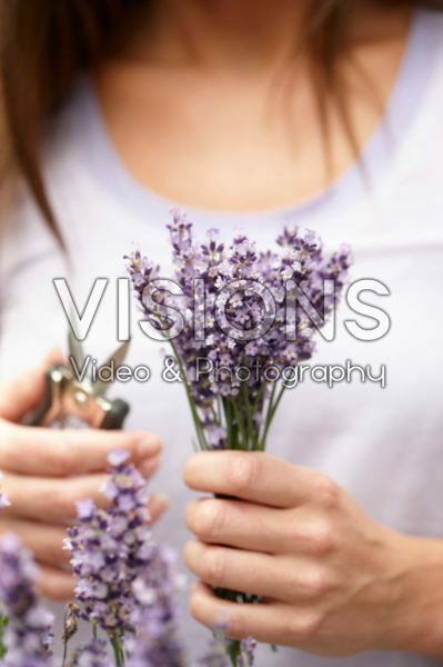 Lady with lavender flowers Lady with lavender flowers