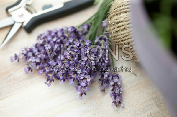 Lavandula angustifolia Lavandula angustifolia