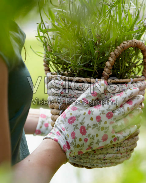 Lady holding basket with lavender Lady holding basket with lavender