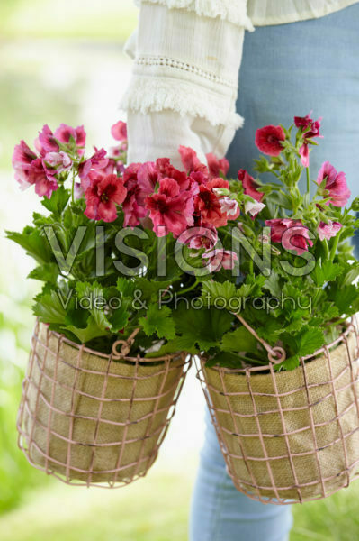 Geraniums in baskets Geraniums in baskets