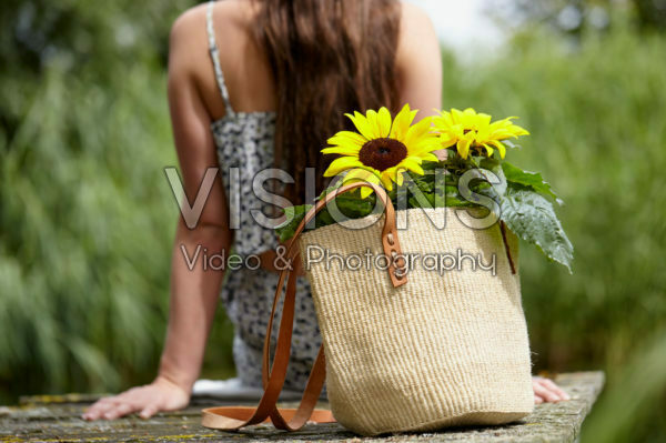Helianthus annuus Helianthus annuus