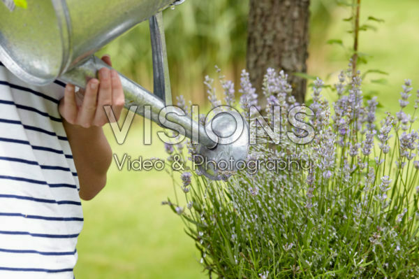 Watering lavender Watering lavender