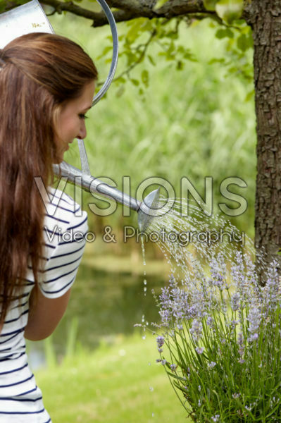 Watering lavender Watering lavender