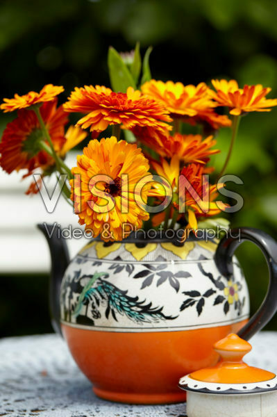 Calendula officinalis Calendula officinalis