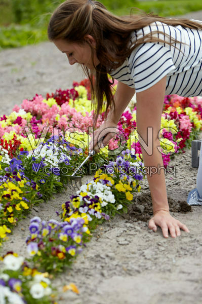 Lady gardening Lady gardening