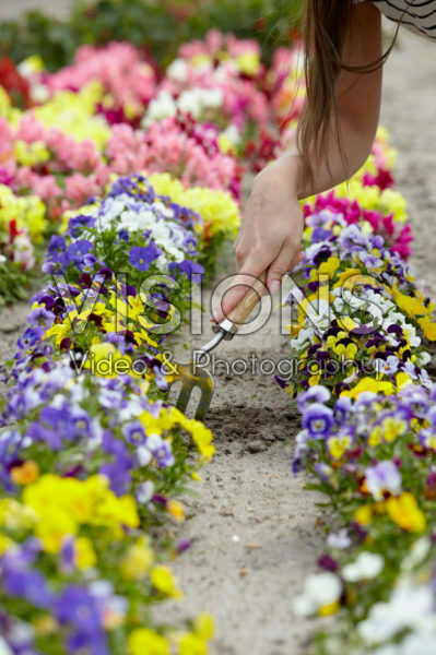 Lady gardening Lady gardening