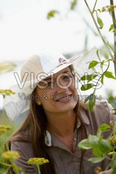 Levisticum officinale Levisticum officinale