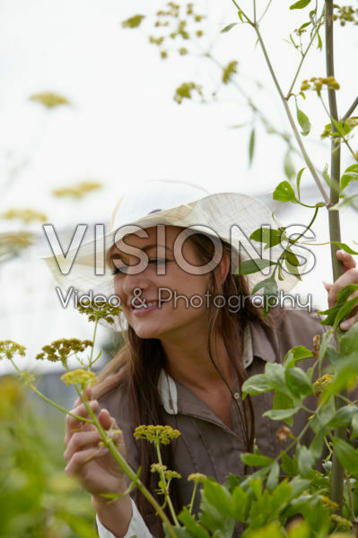 Levisticum officinale Levisticum officinale