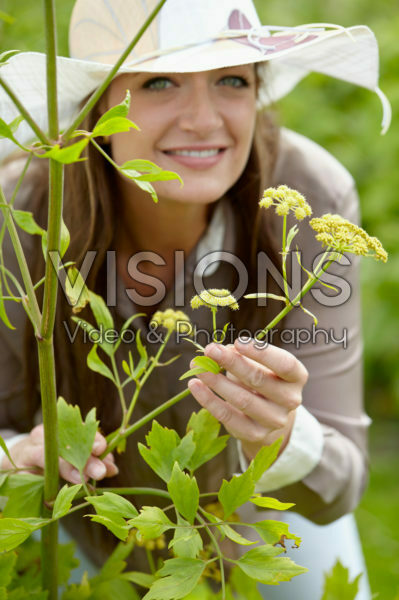 Levisticum officinale Levisticum officinale