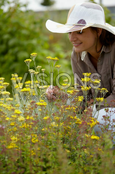 Helichrysum italicum Helichrysum italicum
