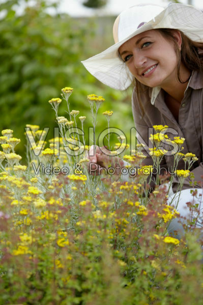 Helichrysum italicum Helichrysum italicum