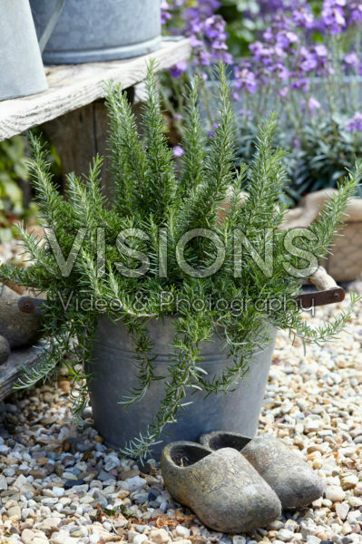 Rosmarinus officinalis Rosmarinus officinalis